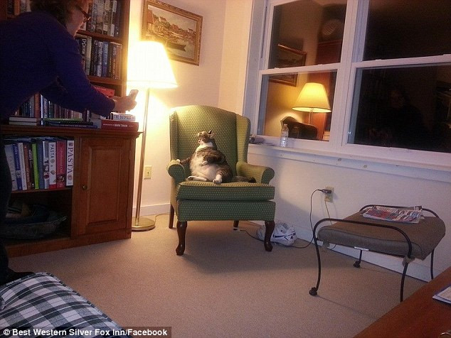 Người chủ bị chỉ trích vì đang "giết chết dần" chú mèo béo phì ảnh 3