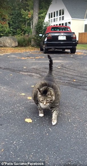 Người chủ bị chỉ trích vì đang "giết chết dần" chú mèo béo phì ảnh 2