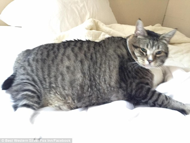 Người chủ bị chỉ trích vì đang "giết chết dần" chú mèo béo phì ảnh 1