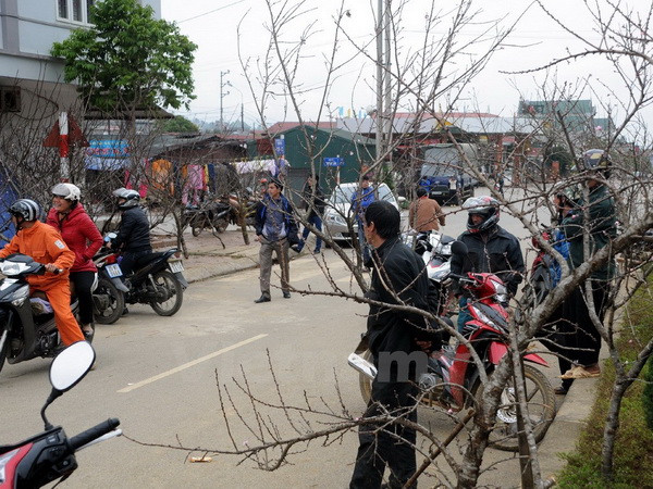 Những cây đào rừng cổ thụ đang biến mất dần ở vùng cao Sơn La ảnh 1