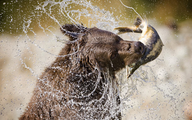Não bộ càng lớn, khả năng phản xạ của động vật ăn thịt càng giỏi ảnh 1