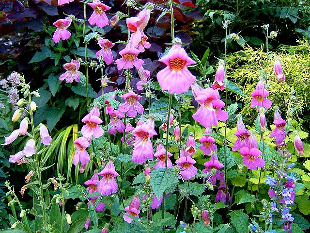 Phát triển chất miễn dịch mới chống ung thư từ cây địa hoàng ảnh 1