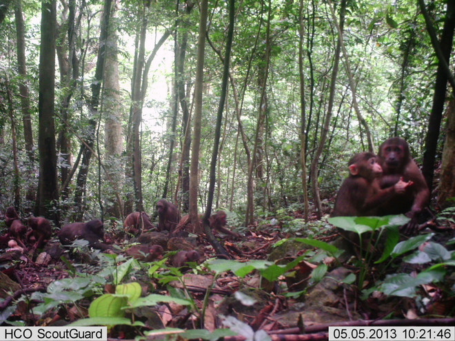 Bẫy ảnh phát hiện nhiều động vật quý tại rừng Động Châu-Khe Nước Trong ảnh 1