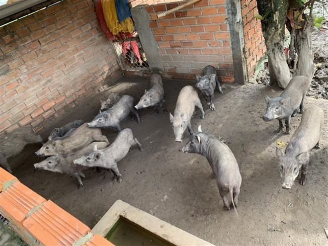 Dịch tả lợn châu Phi xuất hiện tại trang trại quy mô 20.000 con ảnh 1