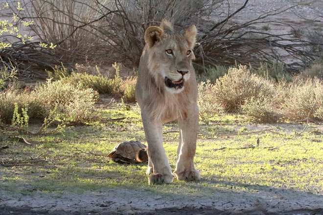 Thích thú cảnh sư tử đói ngậm ngùi đầu hàng chú rùa tinh ranh ảnh 3