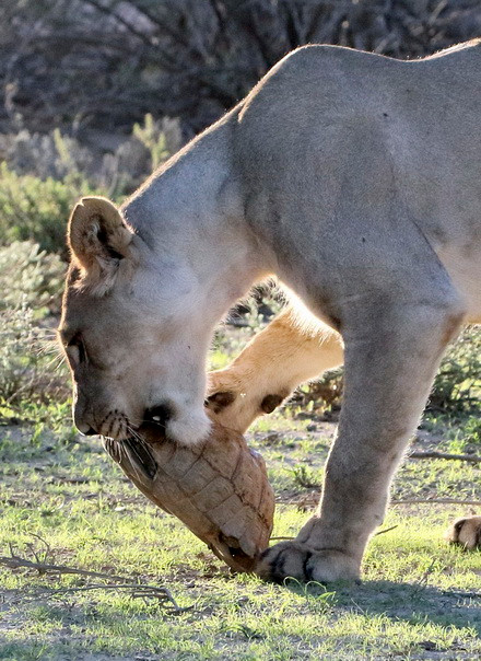 Thích thú cảnh sư tử đói ngậm ngùi đầu hàng chú rùa tinh ranh ảnh 2