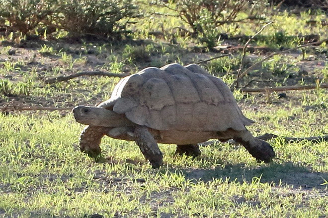 Thích thú cảnh sư tử đói ngậm ngùi đầu hàng chú rùa tinh ranh ảnh 4