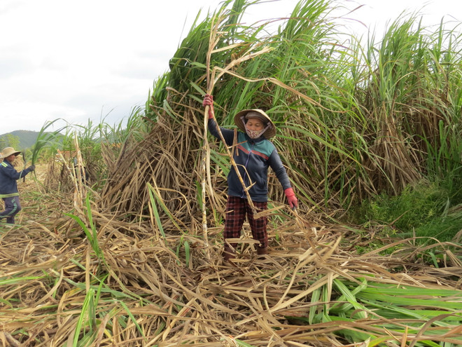 Khánh Hòa được mùa mía, nhưng chi phí sản xuất cũng tăng cao ảnh 2