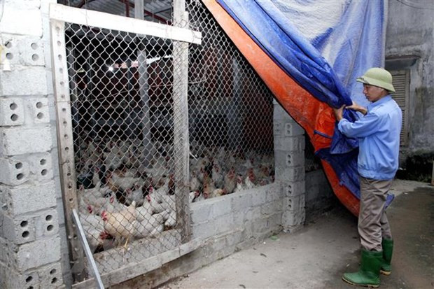 Chủ động ứng phó với rét đậm, rét hại, băng giá và sương muối ảnh 1