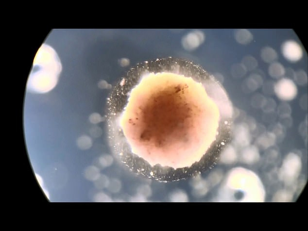 Các nhà khoa học Mỹ phát triển ''robot sống'' từ tế bào sinh vật ảnh 1