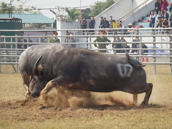 Tưng bừng Hội chọi trâu Phú Sơn lần đầu tổ chức tại Bắc Ninh ảnh 1