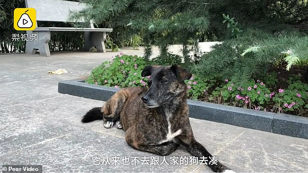 Chú chó trung thành Hei Zi. (Nguồn: Daily Mail) Chuyện chú chó trung thành chờ đợi chủ nhân trở về trong suốt 3 năm ảnh 1