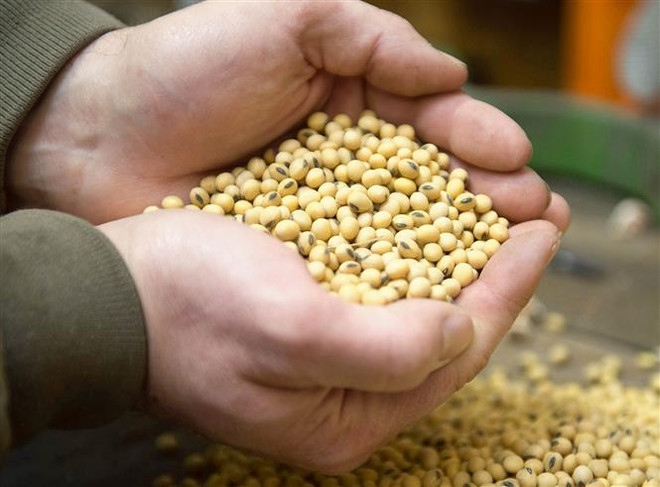 Nông dân thu hoạch đậu tương tại bang Iowa, Mỹ. (Ảnh: EPA-EFE/TTXVN) Giá lúa trong nước ít biến động, giá gạo xuất khẩu có xu hướng giảm ảnh 2