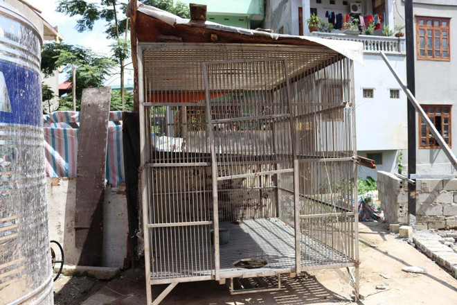 Cứu hộ khẩn cá thể gấu ngựa quý hiếm tại thành phố Lạng Sơn ảnh 10