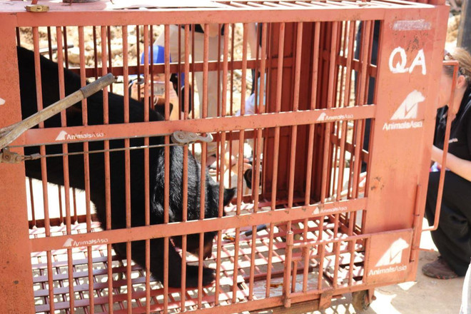 Cứu hộ khẩn cá thể gấu ngựa quý hiếm tại thành phố Lạng Sơn ảnh 7