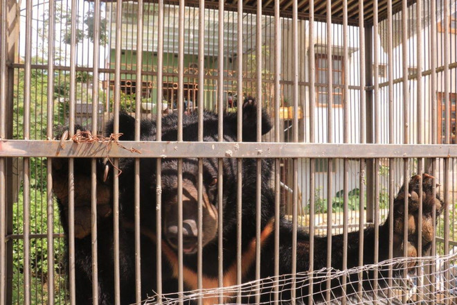 Cứu hộ khẩn cá thể gấu ngựa quý hiếm tại thành phố Lạng Sơn ảnh 1