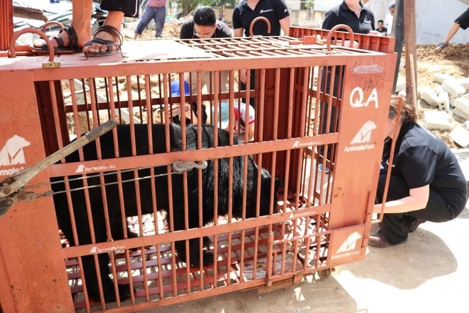 Cứu hộ khẩn cá thể gấu ngựa quý hiếm tại thành phố Lạng Sơn ảnh 8