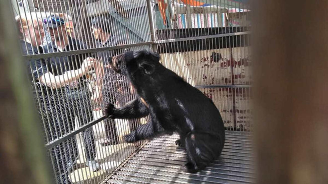 Cứu hộ khẩn cá thể gấu ngựa quý hiếm tại thành phố Lạng Sơn ảnh 4