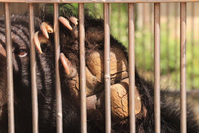 Cứu hộ khẩn cá thể gấu ngựa quý hiếm tại thành phố Lạng Sơn ảnh 3