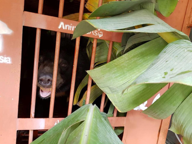 Cứu hộ khẩn cá thể gấu ngựa quý hiếm tại thành phố Lạng Sơn ảnh 12