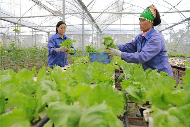 Làm gì để kinh tế tập thể có thể bắt nhịp thị trường? ảnh 1