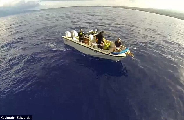 Cảnh tượng kỳ thú cá voi mẹ cõng con "bay" trên mặt nước ảnh 3