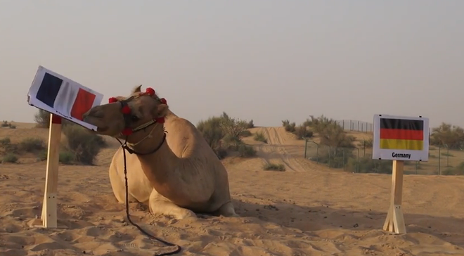 Lạc đà “tiên tri” dự đoán kết quả của trận đại chiến Pháp – Đức ảnh 1