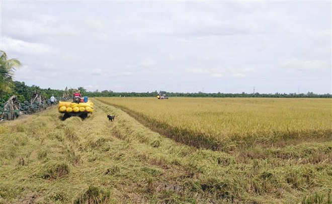 Thị trường nông sản tuần qua: Giá lúa đã tăng trở lại ảnh 1
