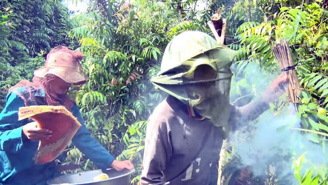 Theo chân những người làm nghề gác kèo ong mật ở U Minh Thượng ảnh 2