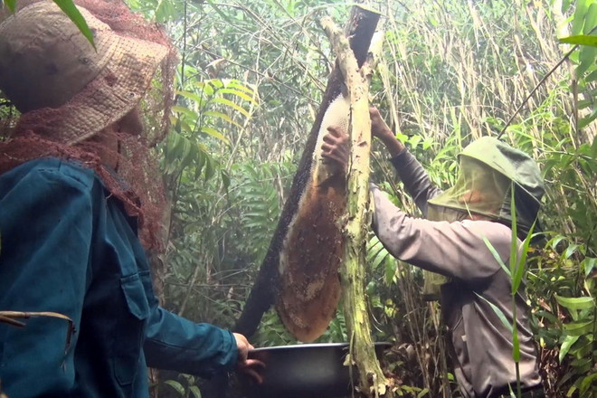 Theo chân những người làm nghề gác kèo ong mật ở U Minh Thượng ảnh 3