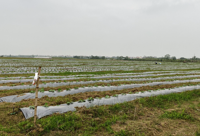 Tâm tư người dân Thủ đô trước đồ án quy hoạch đô thị xanh sông Hồng ảnh 1