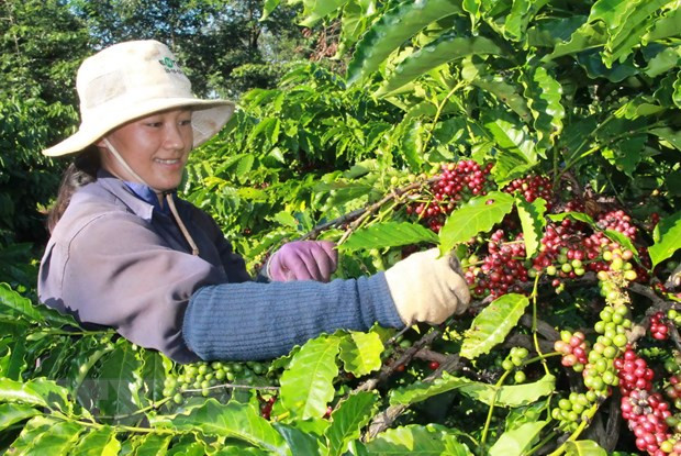 Thu hoạch càphê ở tỉnh Đắk Lắk. (Ảnh: Phạm Cường/TTXVN) Nhiều dư địa cho càphê Việt Nam xuất khẩu vào thị trường Algeria ảnh 1