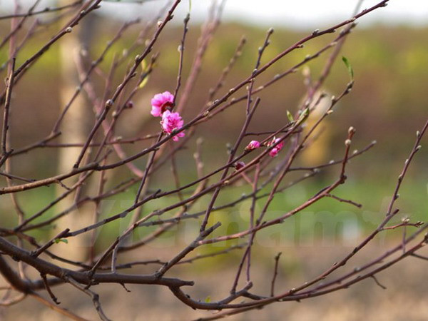 Đào quê ở ở Nghệ An "lên ngôi", người trồng đào "trúng lớn" ảnh 1