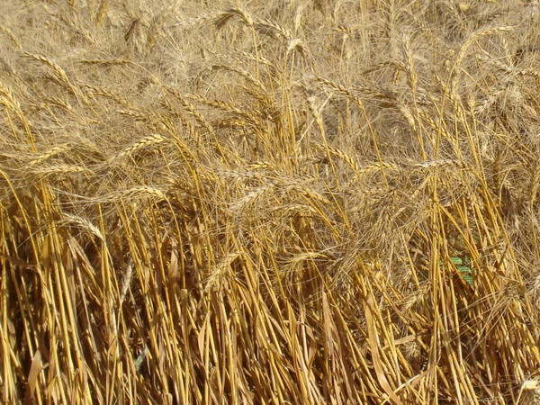 Nga hy vọng sớm đạt thỏa thuận đổi dầu lấy lương thực với Iran ảnh 1