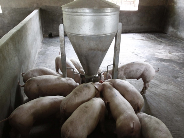 Áp lực cạnh tranh từ TPP và AEC đe dọa “thu hẹp” ngành chăn nuôi ảnh 1