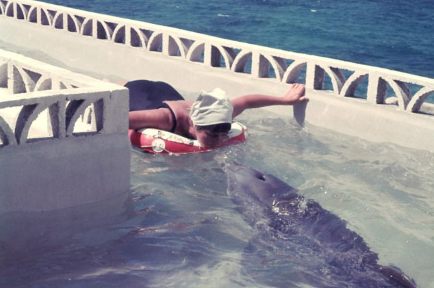 Tiết lộ gây sốc về mối quan hệ kỳ lạ giữa cá heo và con người ảnh 2