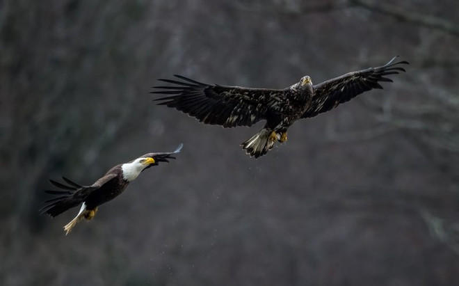 Màn tranh giành thức ăn trên không kịch tính của 2 con đại bàng ảnh 2