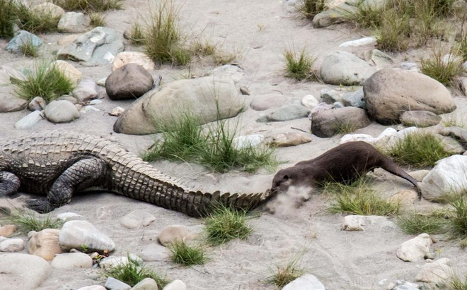 [Photo] Con rái cá liều lĩnh cắn đuôi, trêu đùa chú cá sấu lớn ảnh 4