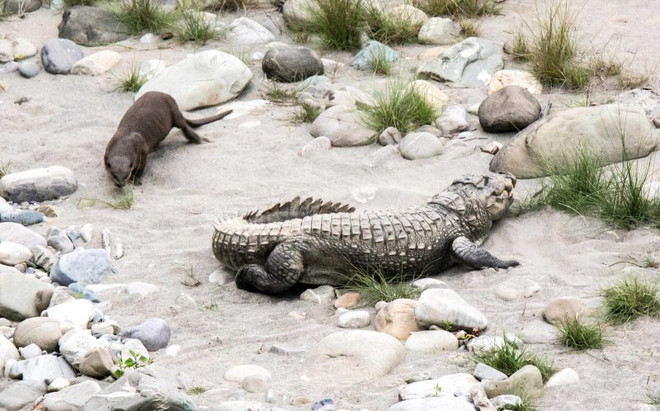 [Photo] Con rái cá liều lĩnh cắn đuôi, trêu đùa chú cá sấu lớn ảnh 2