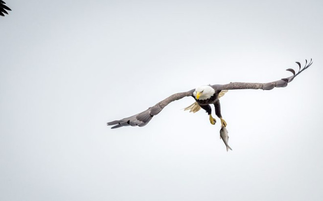 Màn tranh giành thức ăn trên không kịch tính của 2 con đại bàng ảnh 4