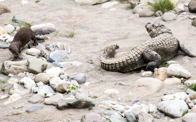 [Photo] Con rái cá liều lĩnh cắn đuôi, trêu đùa chú cá sấu lớn ảnh 3