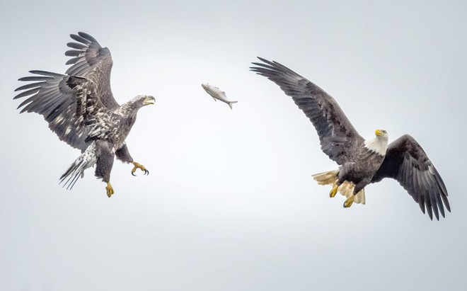 Màn tranh giành thức ăn trên không kịch tính của 2 con đại bàng ảnh 3