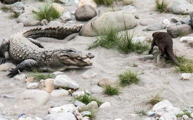 [Photo] Con rái cá liều lĩnh cắn đuôi, trêu đùa chú cá sấu lớn ảnh 1