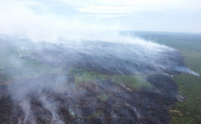 Cháy đất than bùn ở Indonesia làm nhiều đồn điền cao su bị hư hại ảnh 1