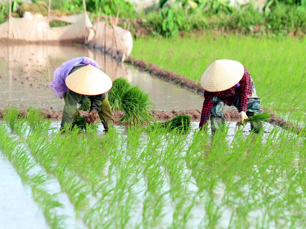 (Ảnh minh họa: Phạm Kiên/TTXVN) Chuyển giao công nghệ và sử dụng độc quyền hai giống lúa mới ảnh 1