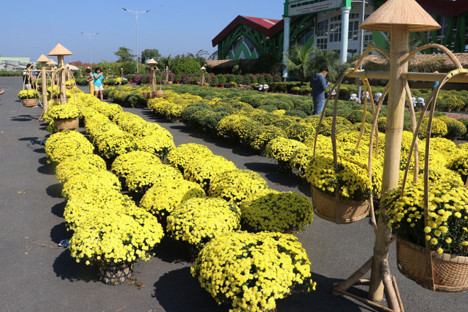Đồng Tháp: Nhiều loại hoa mới, lạ phục vụ thị trường Tết ảnh 1