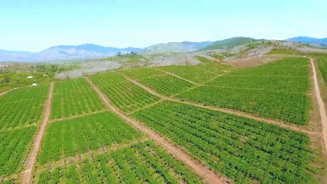 TTXVN_0310 hoa qua trai cay Gia Lai 2.jpg