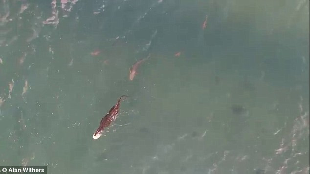 Màn tranh giành thức ăn kịch tính giữa cá mập và “sát thủ đầm lầy” ảnh 1