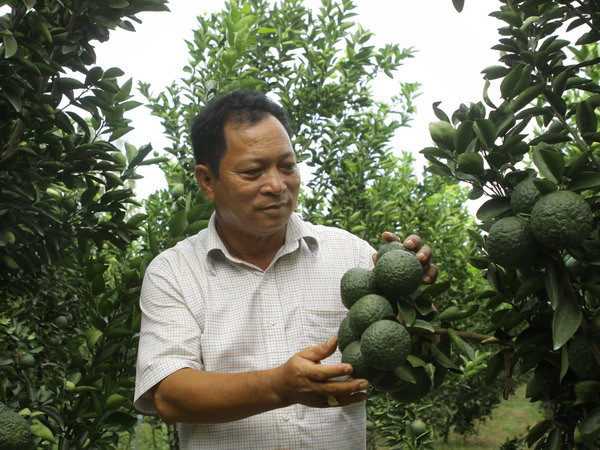 Gặp người nông dân quyết không cam chịu cảnh đói nghèo ảnh 1