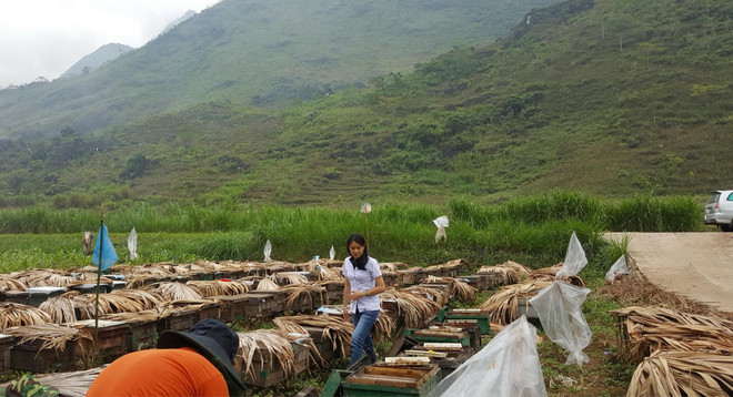 Làm thế nào để chọn đúng mật ong tốt và ngon ảnh 4